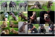 Chovateľská stanica používateľa Andante Bandog Kennels