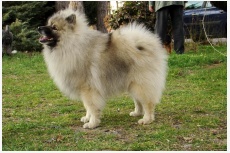 keeshond.eu