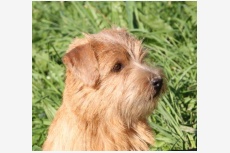 Chovateľská stanica používateľa Red Heaven Norfolk Terrier kennel