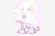 saluki