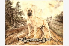 sandstormbull