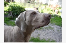 Chovateľská stanica používateľa weimaraner