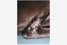 Dermatofytóza u psa