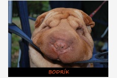 Sharpei Bodrík