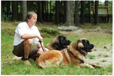 Leonberger