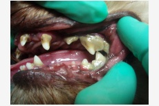 Zubný kameň u psov