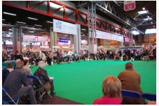 CRUFTS 2011, kruh na posudzovanie