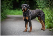 Rottweiler Roy hladá domov