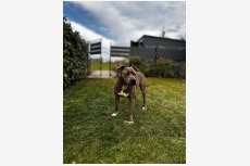 BRUNO 