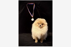 ZEUS Pom Rejna