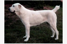 Profil psíka patrí používateľovi abad-abdze