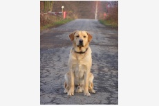 Profil psíka patrí používateľovi deall