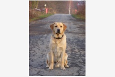 Profil psíka patrí používateľovi deall