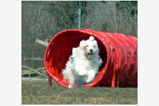 Kiara, maltezáčka, ktorá sa venuje agility, dogdancing-u a poslušnosti ;)