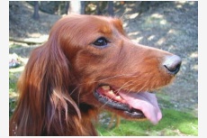 Profil psíka patrí používateľovi Miiška