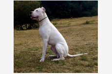 Profil psíka patrí používateľovi Niky - dogo argentino