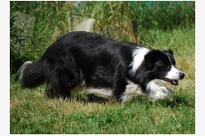 Profil psíka patrí používateľovi petulets