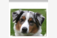 Profil psíka patrí používateľovi Pipus2231