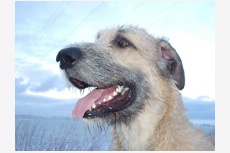 Profil psíka patrí používateľovi Royal Irish
