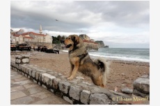 Profil psíka patrí používateľovi Tibetan-Mastiff