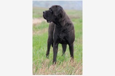 Profil psíka patrí používateľovi tosa inu kennel