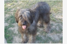 Profil psíka patrí používateľovi Zuzana Martincová