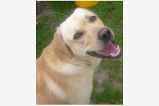 Profil psíka patrí používateľovi Zuzanka