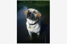 Profil psíka patrí používateľovi zuzlatko