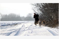 Obrázok používateľa De Rey la Montana Blanca Siberians