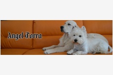 Obrázok používateľa Angel Torra
