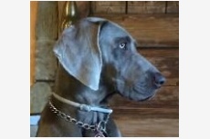 Obrázok používateľa weimaraner