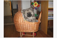 Obrázok používateľa keeshond.eu