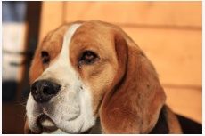 Obrázok používateľa beagles