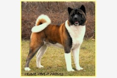 Obrázok používateľa PEARL RIVER AKITAS