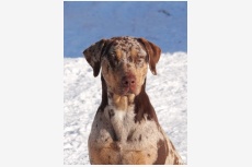 Obrázok používateľa CATAHOULA-Louisiansky leopardi pes