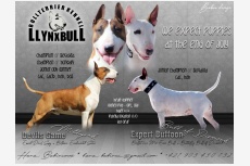 Obrázok používateľa Llynxbull Bullterrier kennel