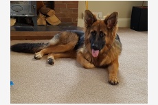 Obrázok používateľa Pinleypaws