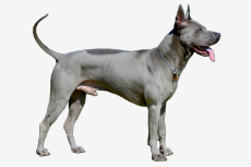 Obrázok používateľa Thai Ridgeback dog