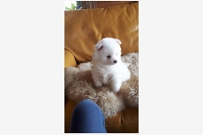 Obrázok používateľa Nádherný vrh Pomeranian WhatsApp +30 697 098 7477