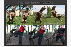 Obrázok používateľa Andante Bandog Kennels