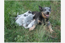 Obrázok používateľa blueheeler