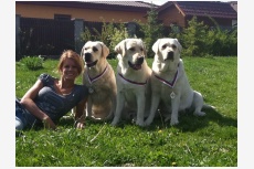 Obrázok používateľa Excelent Dogs