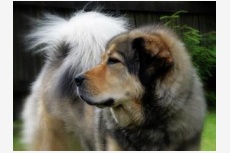 Obrázok používateľa Tibetan-Mastiff