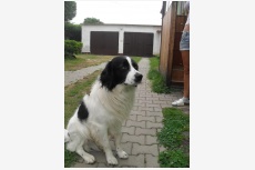 Používateľovi Lucia Harvišová sa stratil psík