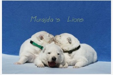 Vrh A - MURAJDA´S LIONS