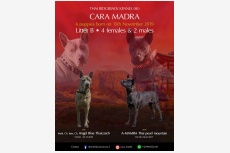 Vrh B - Cara Madra FCI