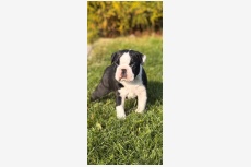Vrh C - Gentleman Tuxedo kennel