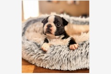 Vrh B - Gentleman Tuxedo kennel