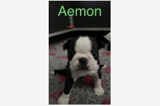 Vrh A - Gentleman Tuxedo kennel