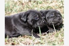 Vrh v chovateľskej stanici pridal používateľ Vivastaff Kennel